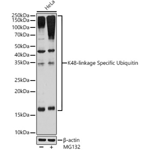 K48-linkage Specific Ubiquitin Rabbit mAb