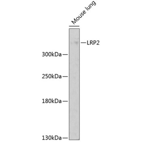 LRP2 Rabbit pAb
