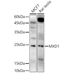 MXD1 Rabbit pAb