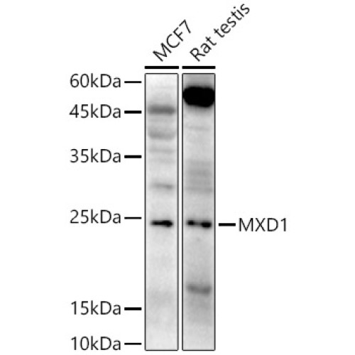 MXD1 Rabbit pAb