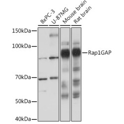 Rap1GAP Rabbit mAb
