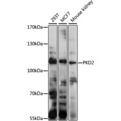 PKD2 Rabbit pAb