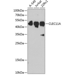 CLEC11A Rabbit pAb