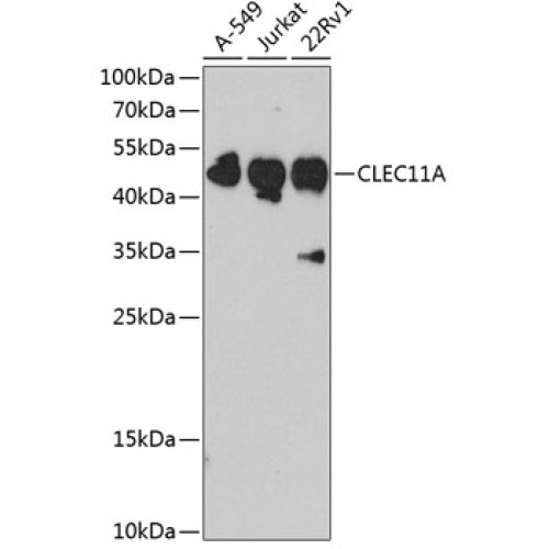 CLEC11A Rabbit pAb