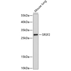 SRSF2 Rabbit pAb