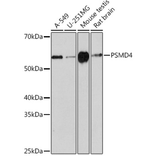 PSMD4 Rabbit mAb