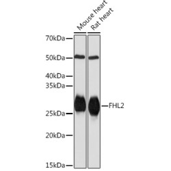 FHL2 Rabbit mAb