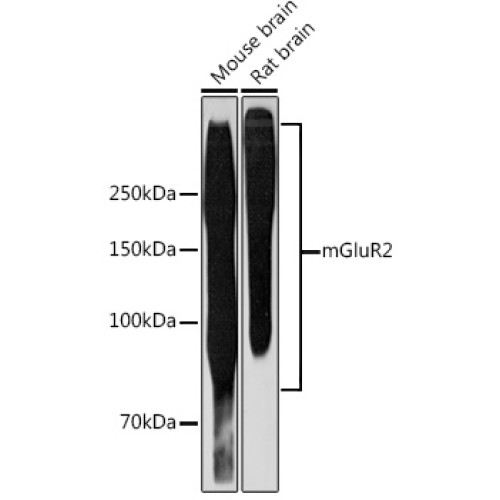 mGluR2 Rabbit mAb