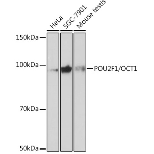 POU2F1/OCT1 Rabbit mAb