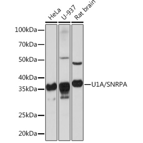 U1A/SNRPA Rabbit mAb