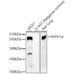 MYH14 Rabbit pAb