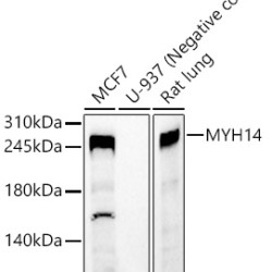 MYH14 Rabbit pAb