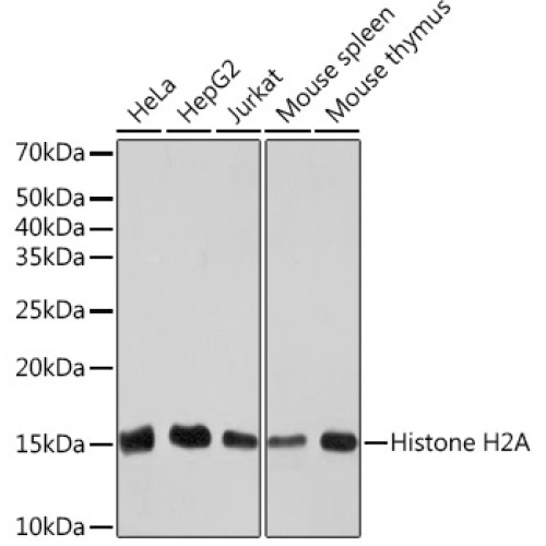 Histone H2A Rabbit mAb