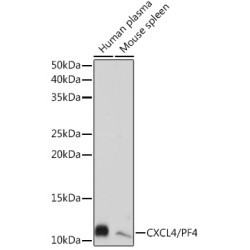 CXCL4/PF4 Rabbit mAb