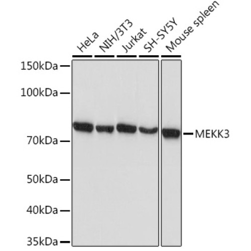 MEKK3 Rabbit mAb