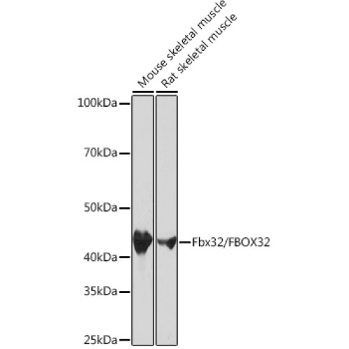Fbx32/FBXO32 Rabbit mAb