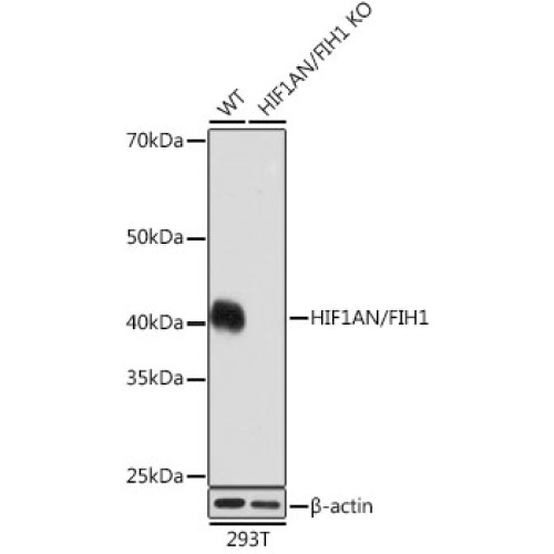 [KO Validated] HIF1AN/FIH1 Rabbit mAb