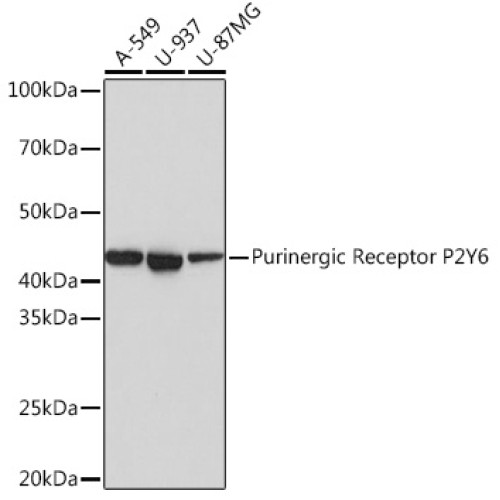Purinergic Receptor P2Y6 Rabbit mAb