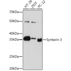 Syntaxin 3 Rabbit mAb