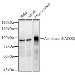 Aconitase 2 (ACO2) Rabbit pAb