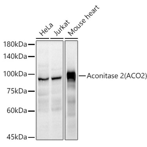 Aconitase 2 (ACO2) Rabbit pAb