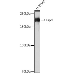 Caspr1 Rabbit mAb