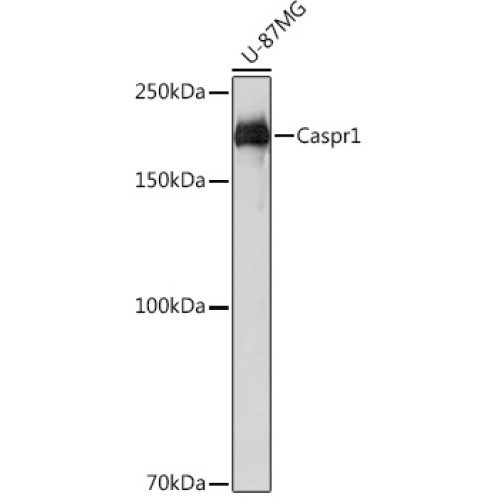 Caspr1 Rabbit mAb