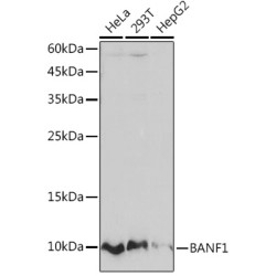 BANF1 Rabbit mAb