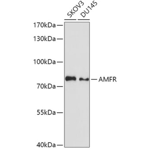 AMFR Rabbit pAb