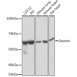 Desmin Rabbit mAb
