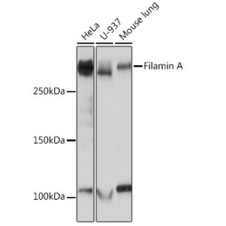 Filamin A Rabbit mAb