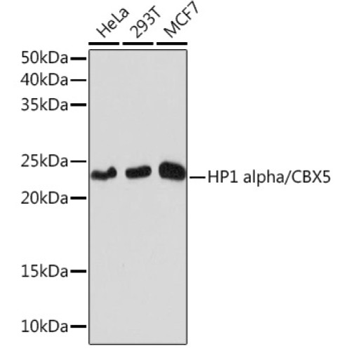 HP1 alpha/CBX5 Rabbit mAb