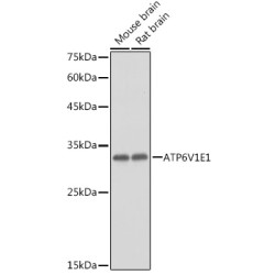 ATP6V1E1 Rabbit pAb