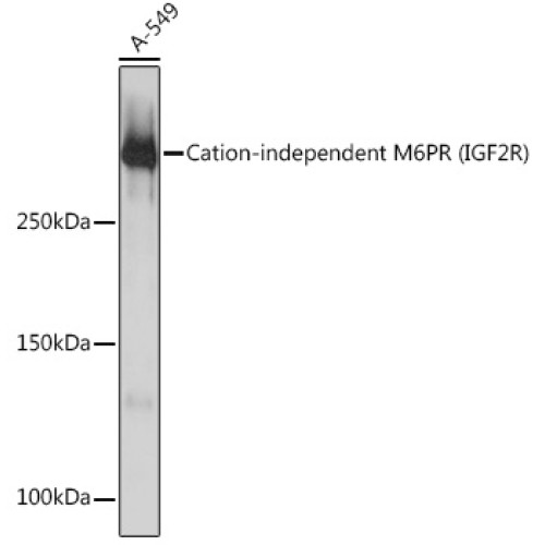 Cation-independent M6PR (IGF2R) Rabbit mAb
