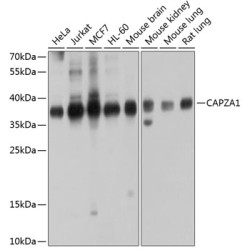 CAPZA1 Rabbit pAb