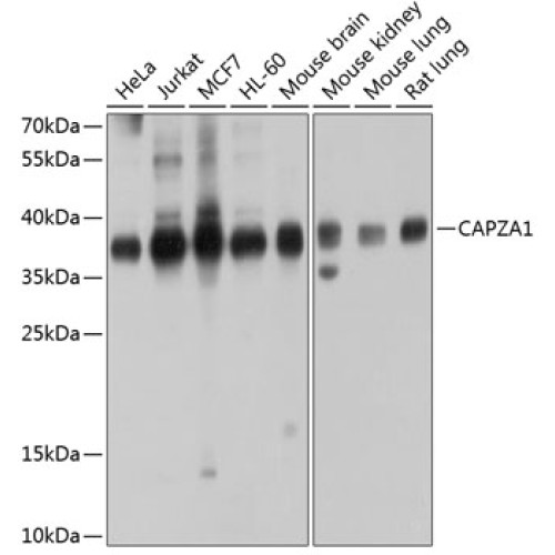 CAPZA1 Rabbit pAb