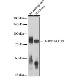 ENTPD1/CD39 Rabbit pAb