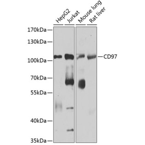 CD97 Rabbit pAb