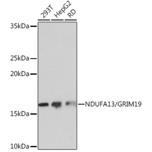 NDUFA13/GRIM19 Rabbit mAb