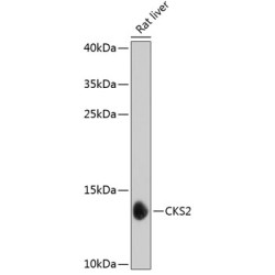 CKS2 Rabbit pAb