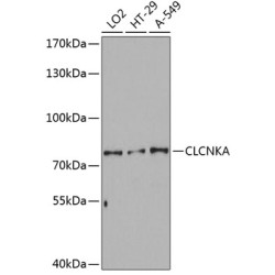 CLCNKA Rabbit pAb