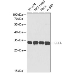 CLTA Rabbit pAb