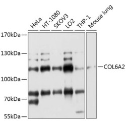 COL6A2 Rabbit pAb