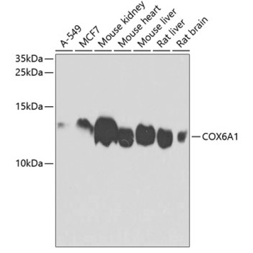 COX6A1 Rabbit pAb