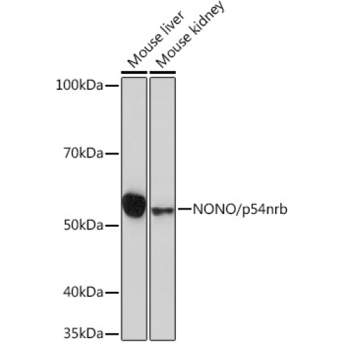 NONO/p54nrb Rabbit mAb