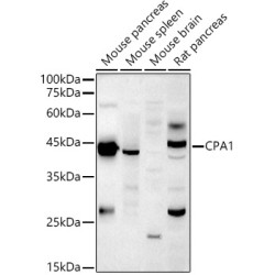 CPA1 Rabbit pAb