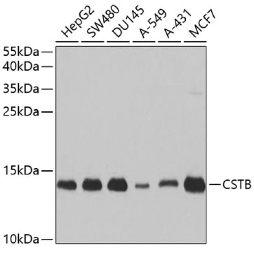 CSTB Rabbit pAb