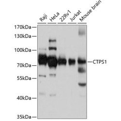 CTPS1 Rabbit pAb