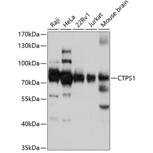 CTPS1 Rabbit pAb