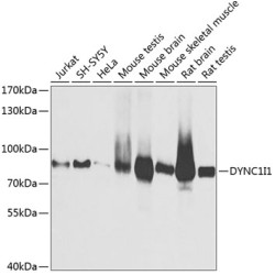 DYNC1I1 Rabbit pAb